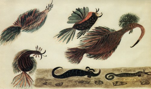 Insectes ultramartiens