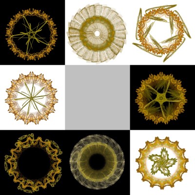 8-1. Cryptoglyphes nus