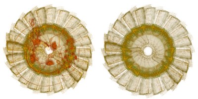 Composition d'un petit mandala face 1