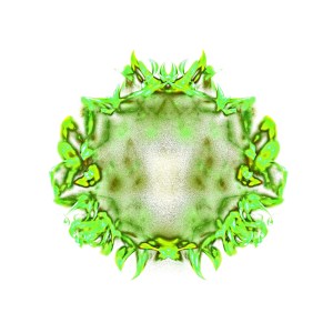 2-acacia-brulees-par-les-feux-du-soleil